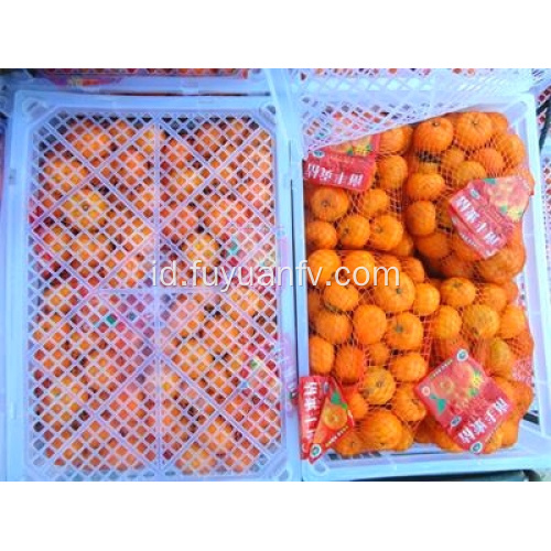 Bayi jeruk mandarin segar hotsale